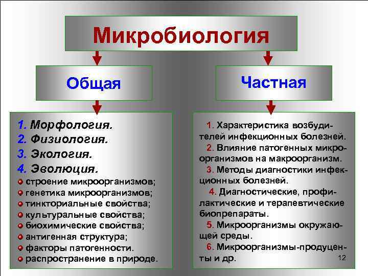 Микробиология Общая 1. Морфология. 2. Физиология. 3. Экология. 4. Эволюция. строение микроорганизмов; генетика микроорганизмов;