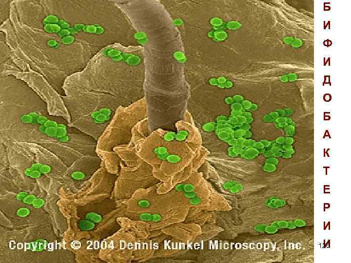 Б И Ф И Д О Б А К Т Е Р И И