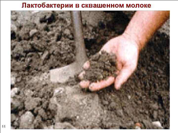 Лактобактерии в сквашенном молоке 11 127 