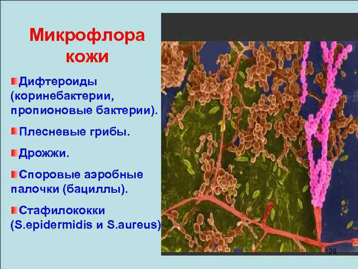 Микрофлора кожи Дифтероиды (коринебактерии, пропионовые бактерии). Плесневые грибы. Дрожжи. Споровые аэробные палочки (бациллы). Стафилококки