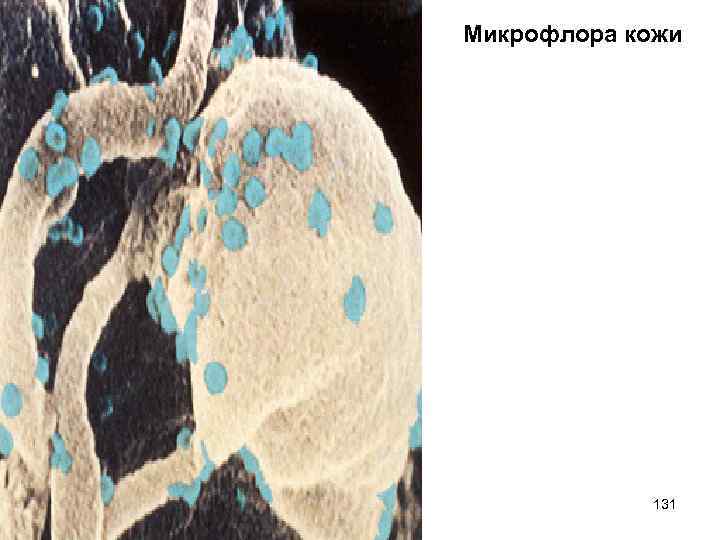 Микрофлора кожи 131 