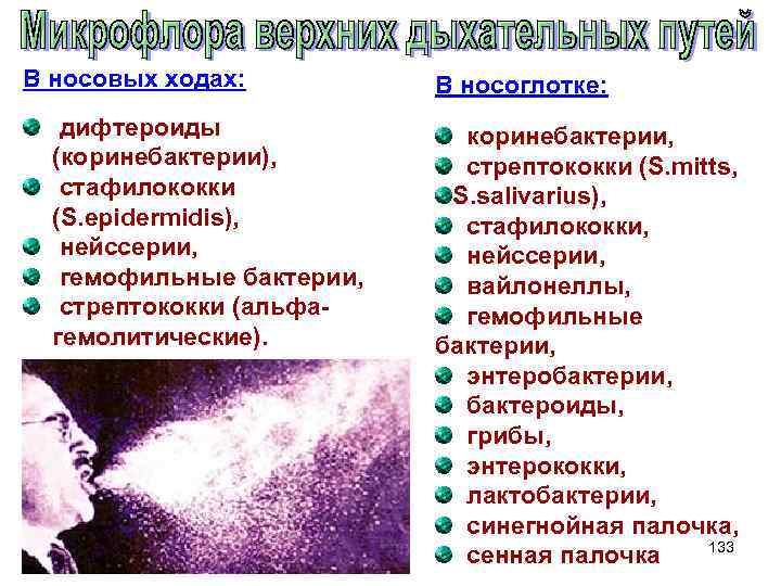 В носовых ходах: дифтероиды (коринебактерии), стафилококки (S. epidermidis), нейссерии, гемофильные бактерии, стрептококки (альфагемолитические). В