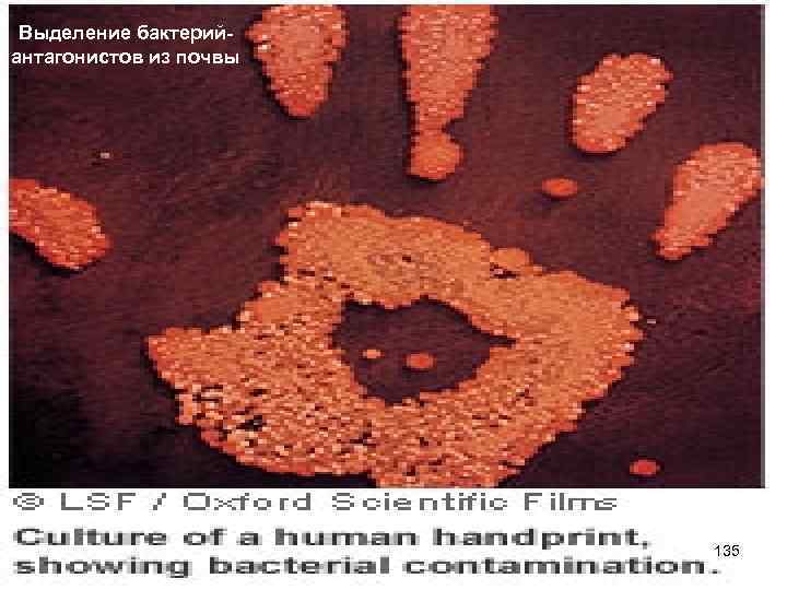 Выделение бактерийантагонистов из почвы 135 11 