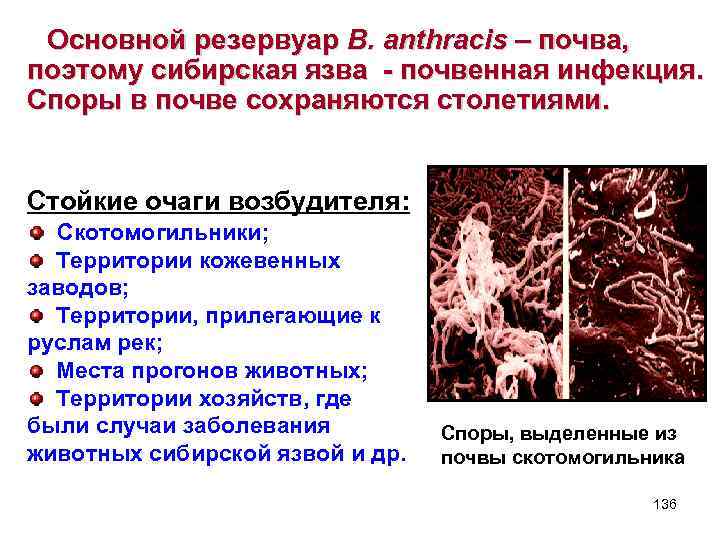 Основной резервуар B. anthracis – почва, поэтому сибирская язва - почвенная инфекция. Споры в