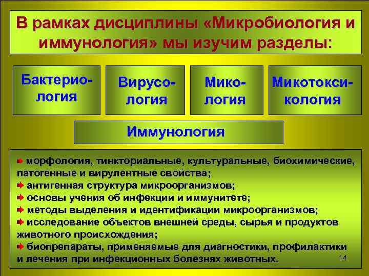 В рамках дисциплины «Микробиология и иммунология» мы изучим разделы: Бактериология Вирусология Микотоксикология Иммунология морфология,