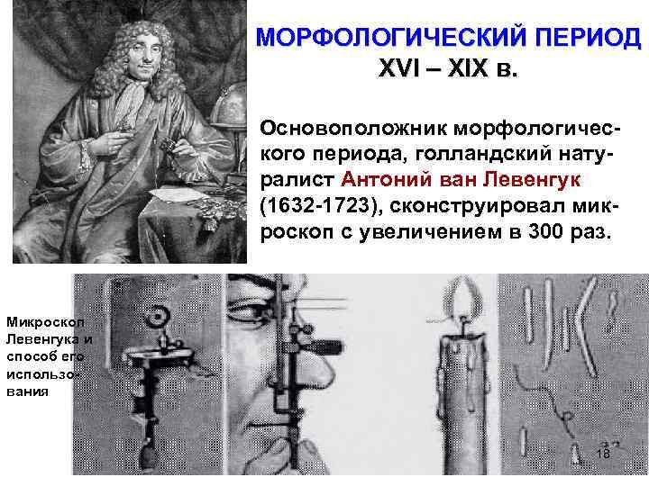 МОРФОЛОГИЧЕСКИЙ ПЕРИОД XVI – XIX в. Основоположник морфологического периода, голландский натуралист Антоний ван Левенгук