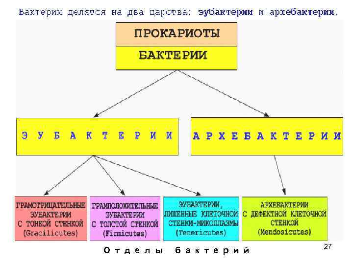 Классификация отражал. Классификация царства бактерий таблица. Царство бактерий таблица. Царство бактерий прокариоты систематика. Классификация прокариот.