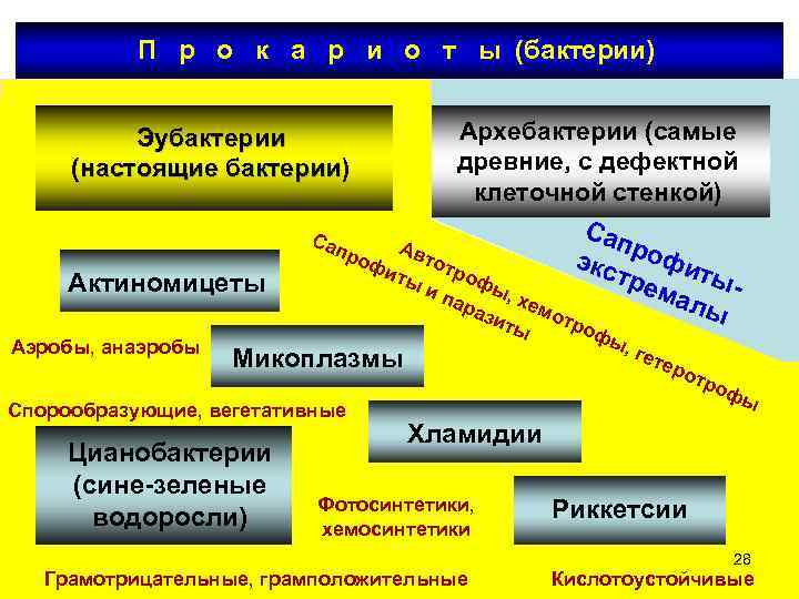 П р о к а р и о т ы (бактерии) Архебактерии (самые древние,