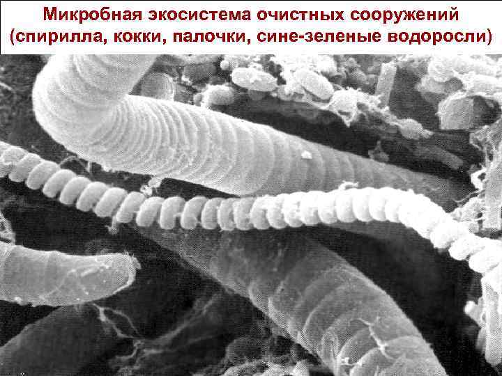 Микробная экосистема очистных сооружений (спирилла, кокки, палочки, сине-зеленые водоросли) 33 