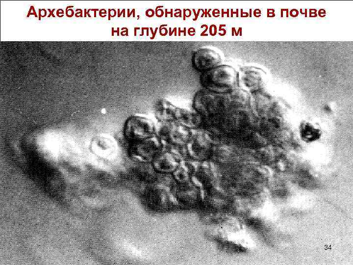 Архебактерии, обнаруженные в почве на глубине 205 м 34 