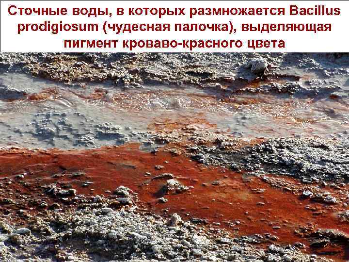 Сточные воды, в которых размножается Вacillus prodigiosum (чудесная палочка), выделяющая пигмент кроваво-красного цвета 35