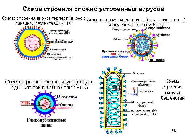 Схема строения простого вируса