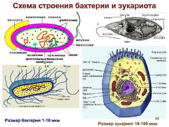 Какие организмы эукариоты. Бактерии эукариоты. Эукариоты схема строения. Микроорганизмы эукариоты это. Размеры клеток эукариот.