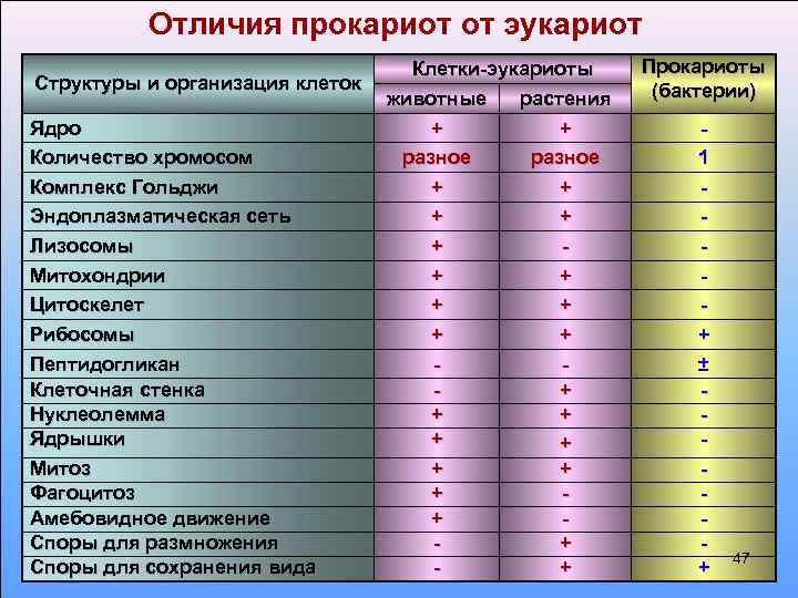 Отличия прокариот от эукариот Структуры и организация клеток Ядро Количество хромосом Комплекс Гольджи Эндоплазматическая
