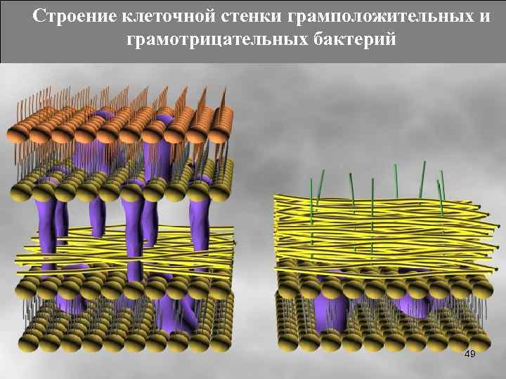 Строение клеточной стенки грамположительных и грамотрицательных бактерий 49 