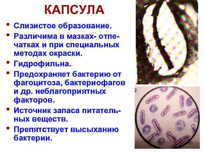 КАПСУЛА • • • Слизистое образование. Различима в мазках- отпечатках и при специальных методах