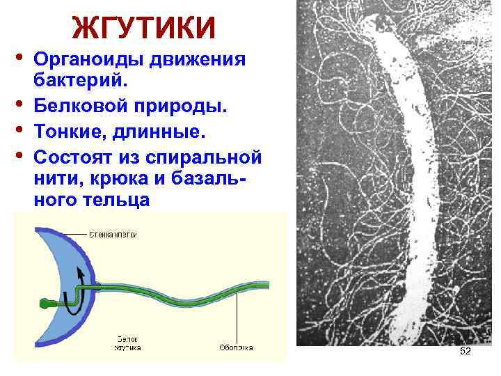 Образуют реснички и жгутики