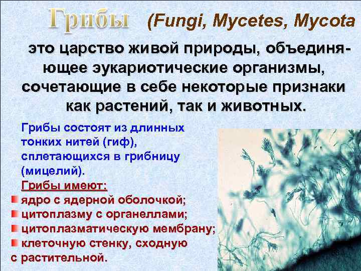 (Fungi, Mycetes, Mycota это царство живой природы, объединяющее эукариотические организмы, сочетающие в себе некоторые