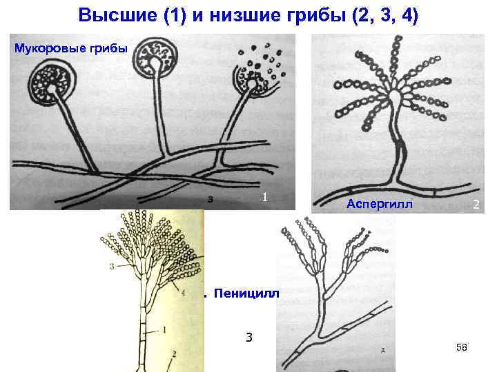 Высшие (1) и низшие грибы (2, 3, 4) Мукоровые грибы 1 2 Аспергилл 1.