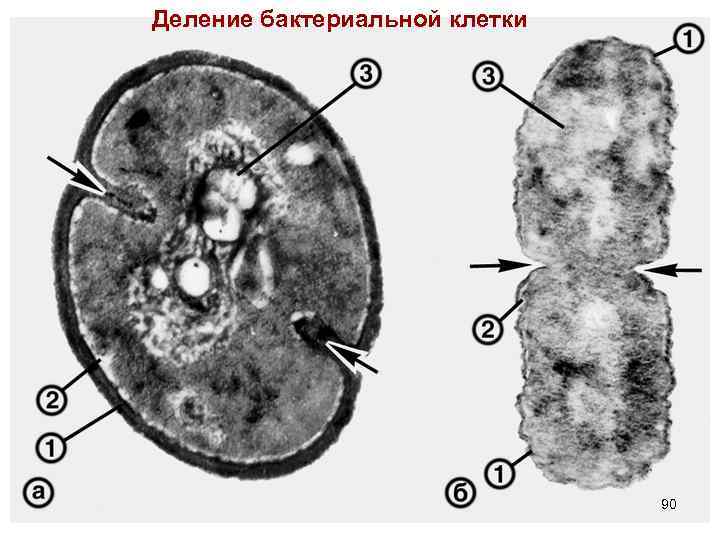 Деление бактериальной клетки 90 