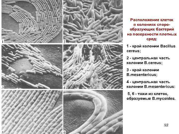 Расположение клеток в колониях спорообразующих бактерий на поверхности плотных сред: 1 - край колонии