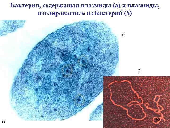 Бактерия, содержащая плазмиды (а) и плазмиды, изолированные из бактерий (б) а б 19 93