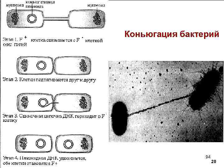 Коньюгация бактерий 94 20 