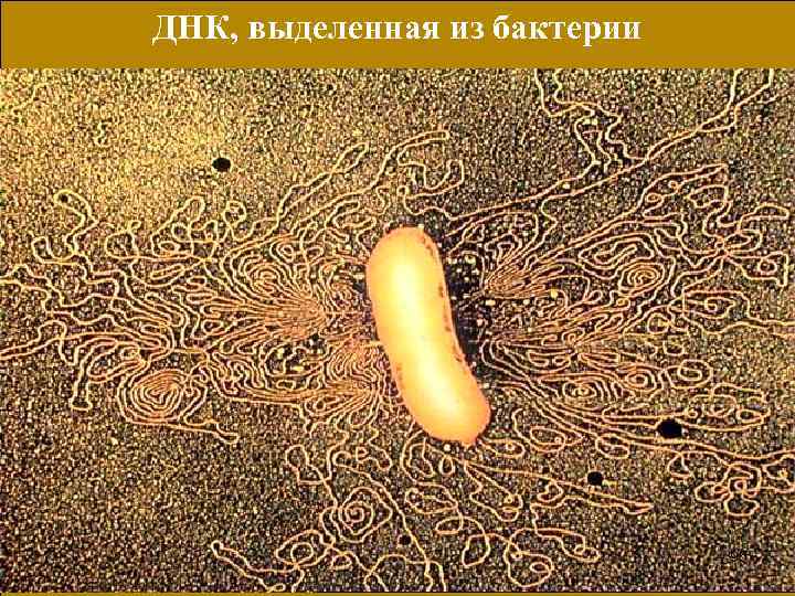 ДНК, выделенная из бактерии 95 