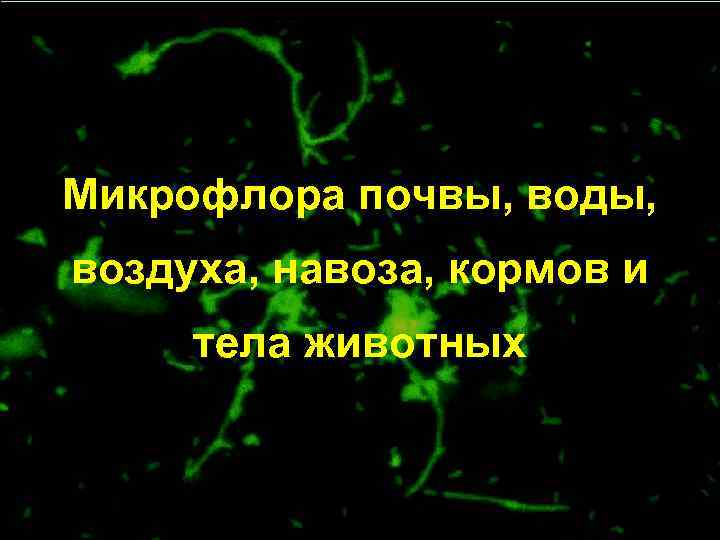 Микрофлора почвы, воды, воздуха, навоза, кормов и тела животных 97 