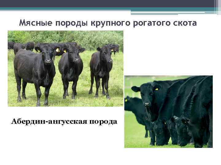 Мясные породы крупного рогатого скота Абердин-ангусская порода 