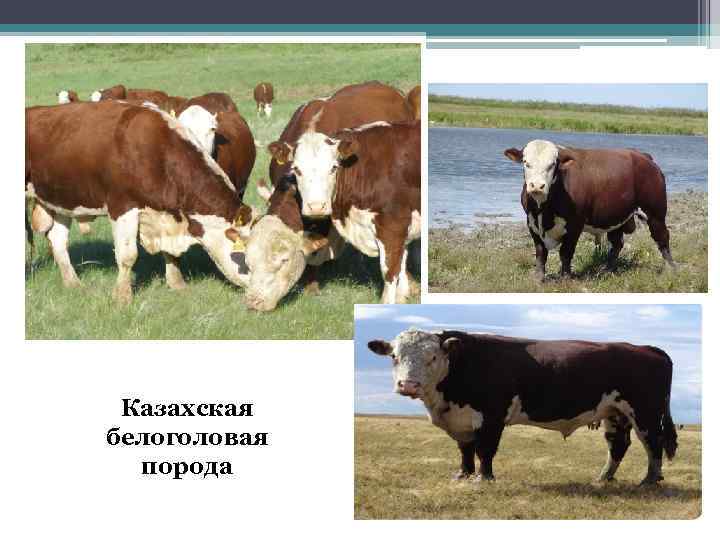 Казахская белоголовая порода 