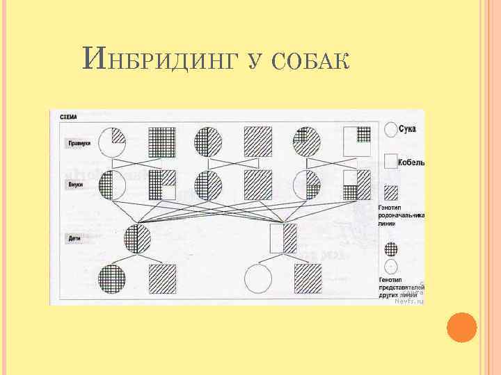 ИНБРИДИНГ У СОБАК 