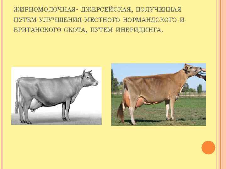 ЖИРНОМОЛОЧНАЯ- ДЖЕРСЕЙСКАЯ, ПОЛУЧЕННАЯ ПУТЕМ УЛУЧШЕНИЯ МЕСТНОГО НОРМАНДСКОГО И БРИТАНСКОГО СКОТА, ПУТЕМ ИНБРИДИНГА. 