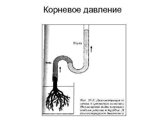 Корневое давление. Корневое давление схема. Давление в корневой системе. Характеристика корневого давления. Корневое давление рисунок.