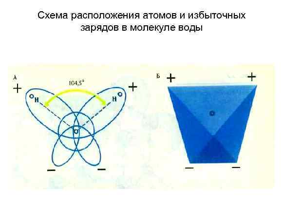 Схема расположения атомов и избыточных зарядов в молекуле воды 
