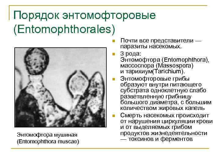 Порядок энтомофторовые (Entomophthorales) n n Энтомофтора мушиная (Entomophthora muscae) Почти все представители — паразиты
