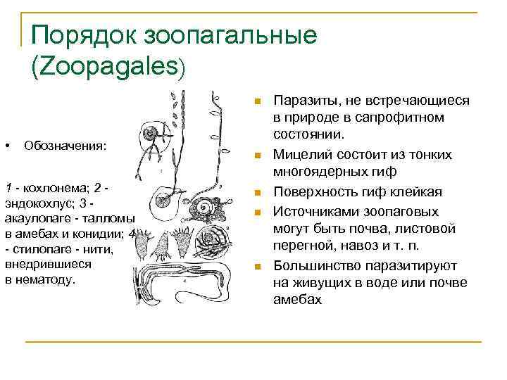 Порядок зоопагальные (Zoopagales) n • Обозначения: 1 - кохлонема; 2 - эндокохлус; 3 -