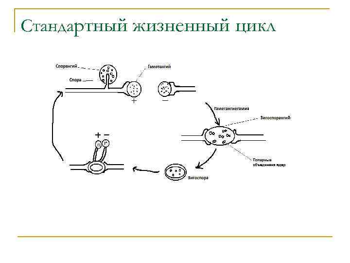 Стандартный жизненный цикл 