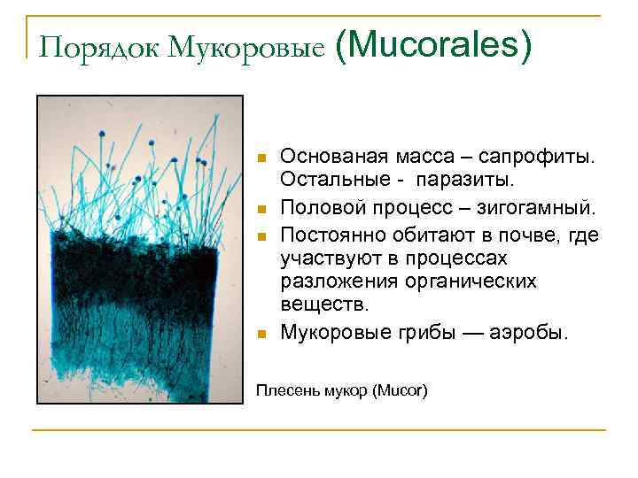 Порядок Мукоровые (Mucorales) n n Основаная масса – сапрофиты. Остальные - паразиты. Половой процесс