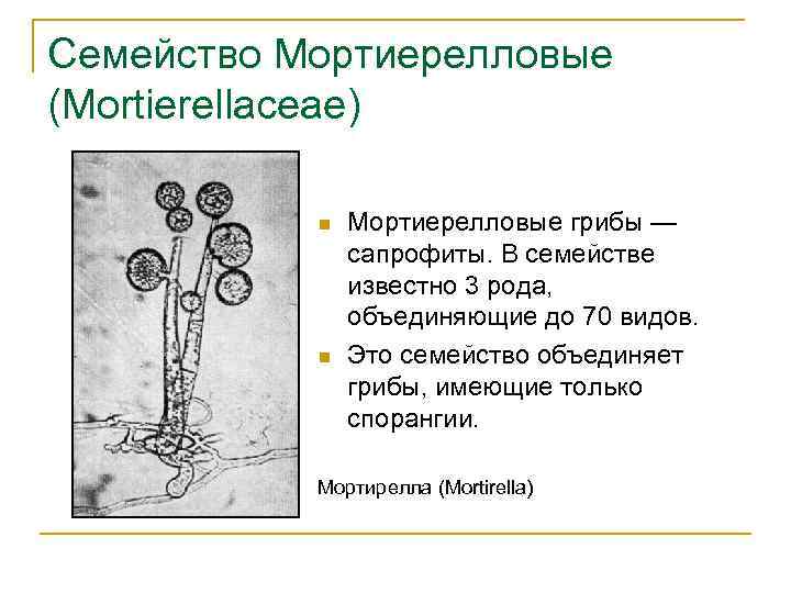 Семейство Мортиерелловые (Mortierellaceae) n n Мортиерелловые грибы — сапрофиты. В семействе известно 3 рода,