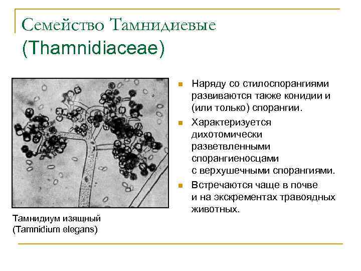 Семейство Тамнидиевые (Thamnidiaceae) n n n Тамнидиум изящный (Tamnidium elegans) Наряду со стилоспорангиями развиваются