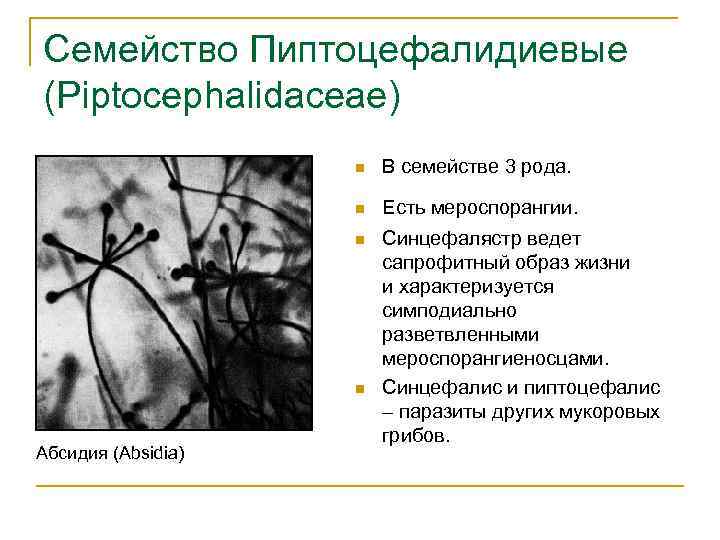 Семейство Пиптоцефалидиевые (Piptocephalidaceae) n В семействе 3 рода. n Есть мероспорангии. n n Абсидия