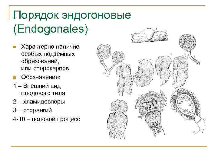Порядок эндогоновые (Endogonales) Характерно наличие особых подземных образований, или спорокарпов. n Обозначения: 1 –