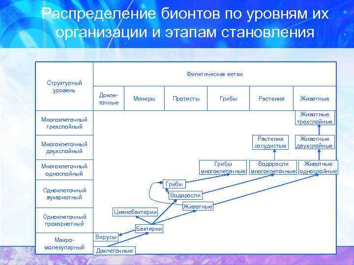 Распределение бионтов по уровням их организации и этапам становления Филетические ветви Структурный уровень Доклеточные