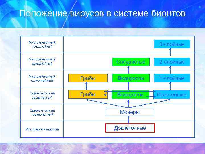Положение вирусов в системе бионтов Многоклеточный трехслойный 3 -слойные Многоклеточный двухслойный Сосудистые 2 -слойные