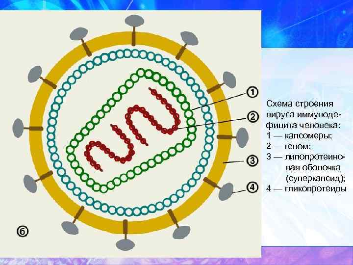 Схема строения вируса иммунодефицита человека: 1 — капсомеры; 2 — геном; 3 — липопротеиновая