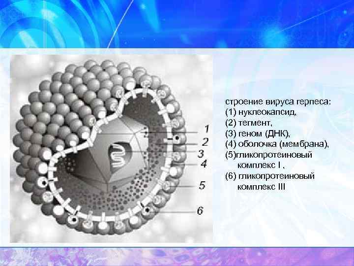 строение вируса герпеса: (1) нуклеокапсид, (2) тегмент, (3) геном (ДНК), (4) оболочка (мембрана), (5)гликопротеиновый