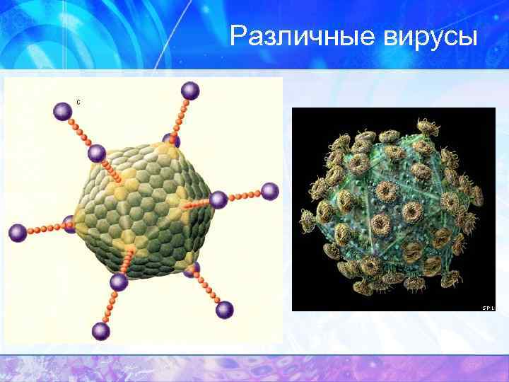 Различные вирусы 