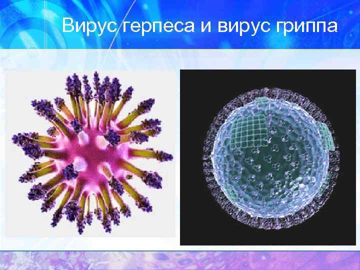 Вирус герпеса и вирус гриппа 