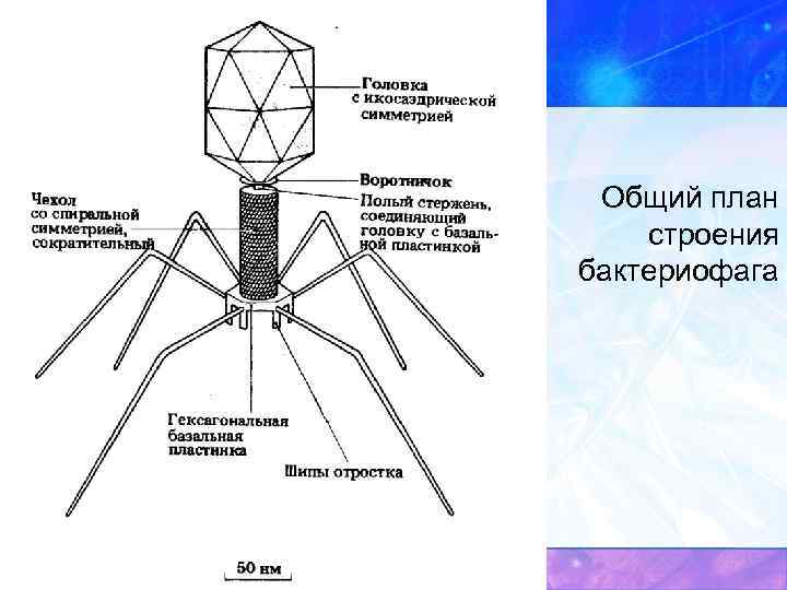 Особенности строения бактериофага